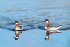 RedNeckedPhalarope-400.jpg