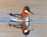 RedNeckedPhalarope-402.jpg