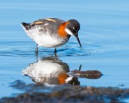 RedNeckedPhalarope-403.jpg