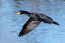 CormorantFlight-451.jpg