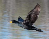 CormorantFlight-452.jpg
