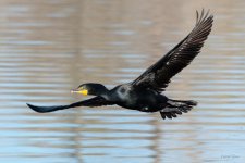 CormorantFlight-453.jpg