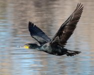 CormorantFlight-454.jpg