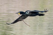 CormorantFlight-455.jpg