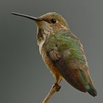 Hummer16.jpg