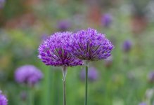 Sissighurst Castle & Gardens-12.jpg