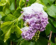 SnowFlower-400.jpg