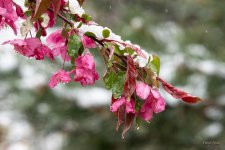 SnowFlower-401.jpg