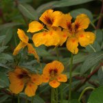 Nasturiums.jpg