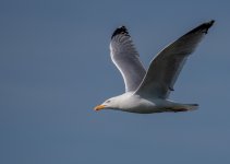 P1002650.jpg