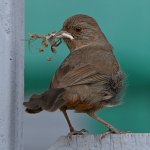 Towhee4.jpg