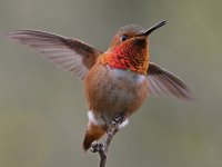 Hummer20.jpg