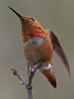 Hummer32.jpg