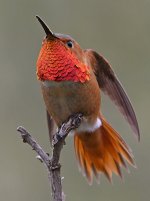Hummer33.jpg