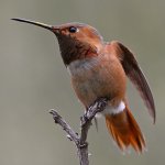 Hummer34.jpg