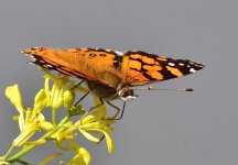 _ROY2612_00001.jpg