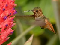 Hummer7.jpg