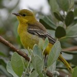 Oriole5.jpg