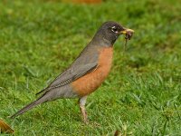 Robin3.jpg
