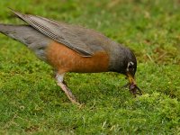 Robin5.jpg