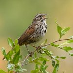 Sparrow.jpg