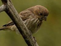 Sparrow8.jpg