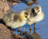 Goslings-460.jpg
