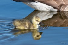 Goslings-462.jpg