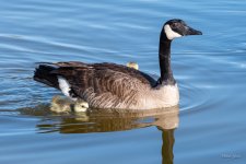 Goslings-463.jpg