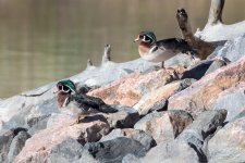 WoodDucks-400.jpg