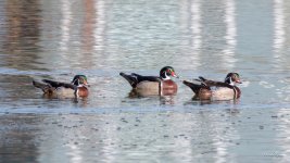 WoodDucks-401.jpg
