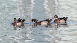 WoodDucks-402.jpg