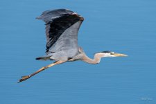 GBHFlight-430.jpg