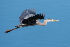 GBHFlight-431.jpg