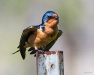 BarnSwallow-401.jpg