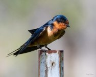 BarnSwallow-402.jpg