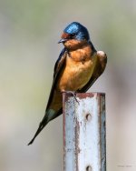 BarnSwallow-403.jpg