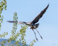 GBH-450.jpg