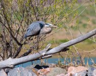 GBH-452.jpg
