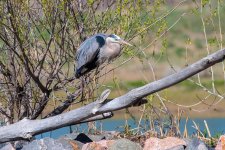 GBH-453.jpg