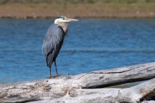 GBH-454.jpg