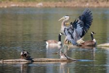 GBH-451.jpg