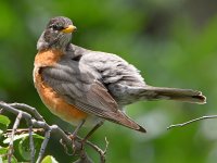 Robin6.jpg