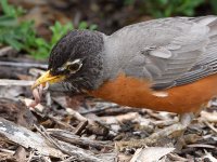 Robin8.jpg