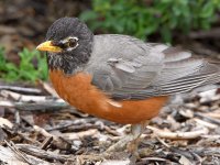 Robin10.jpg