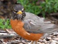 Robin11.jpg