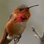 Hummer16.jpg