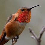Hummer17.jpg