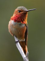 Hummer41.jpg