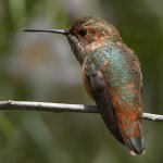 Hummer45.jpg